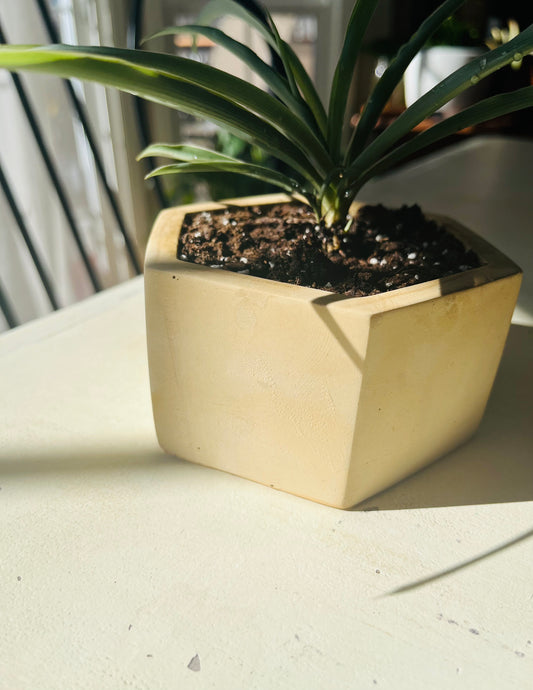 Yellow Hexagon Planter, Succulent Plant Pot